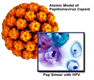 HPV-atomic model HPV-atomic model