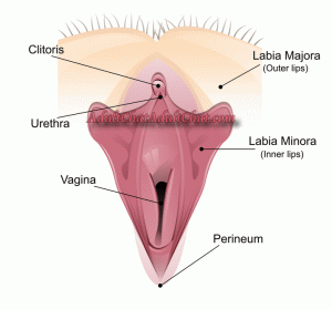 vagina-anatomy